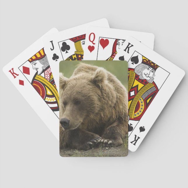 Brown bear, or Coastal Grizzly Bear, Ursus Poker Cards (Back)
