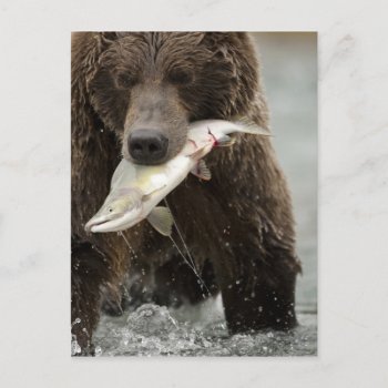 Brown Bear  Or Coastal Grizzly Bear  Ursus Postcard by theworldofanimals at Zazzle