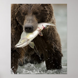 Brown bear, or Coastal Grizzly Bear, Ursus Poster