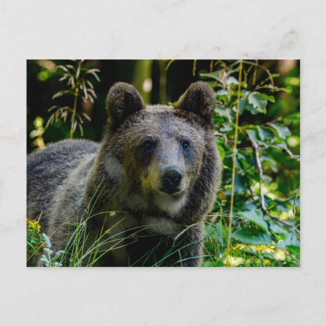 brown bear postcard (Front)