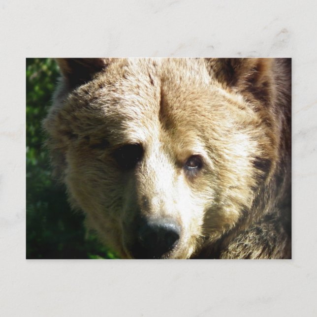 Brown bear postcard (Front)