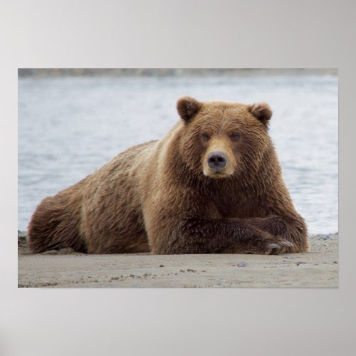 Brown Bear Poster