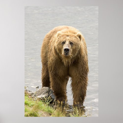 Brown Bear Poster