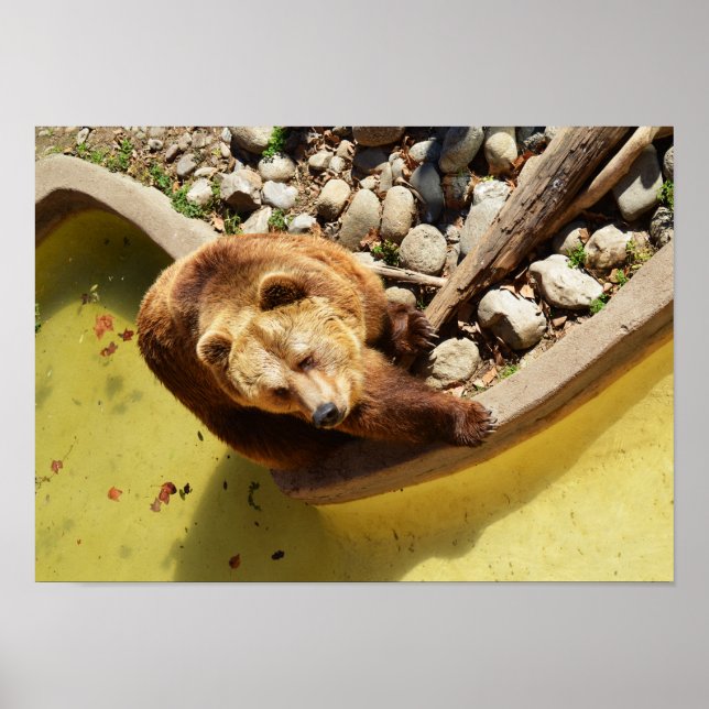 Brown bear poster (Front)