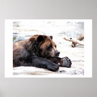 Brown Bear Poster