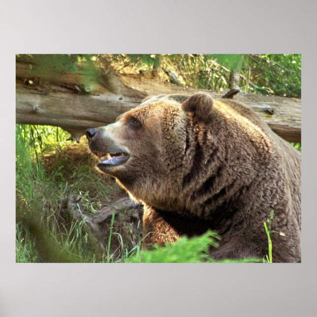 Brown Bear Poster (Front)