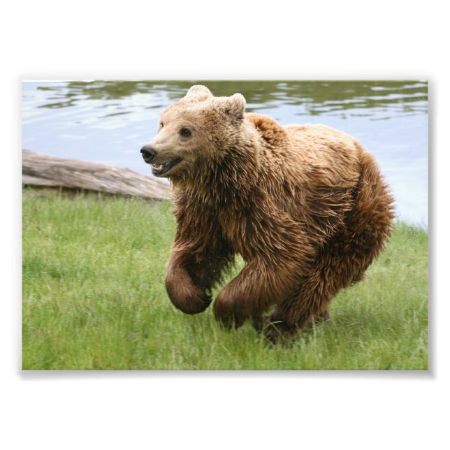 Brown Bear Running Photo Print (Front)
