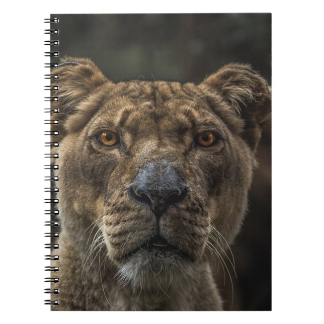 BROWN BEAR SELECTIVE FOCAL PHOTO DURING DAYTIME NOTEBOOK (Front)