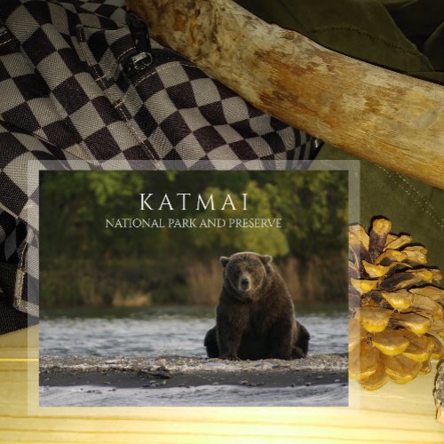 Brown Bear Sits in Brooks River Katmai NPP AK Postcard