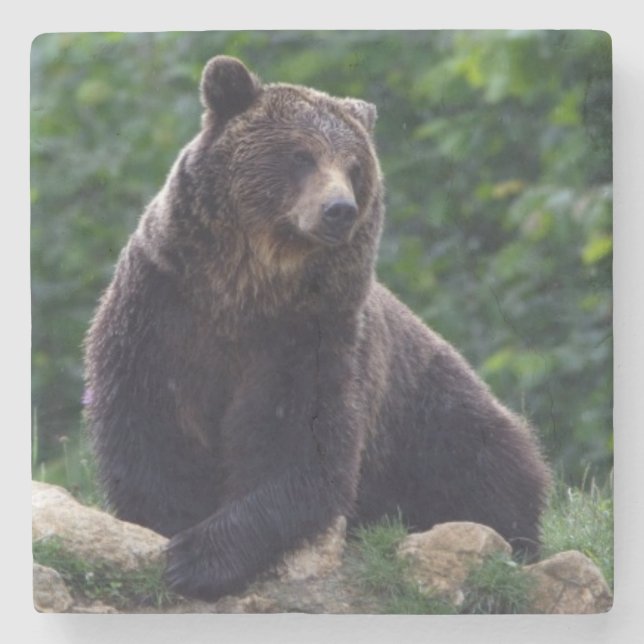 Brown bear stone coaster (Front)