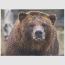 Brown Bear 