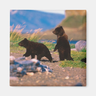 Brown Bear, Ursus arctos, Alaska Peninsula, Magnet