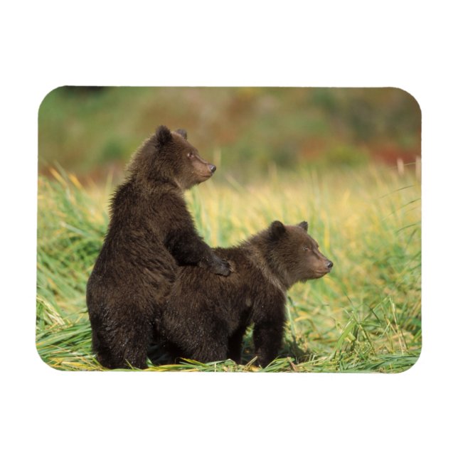 brown bear, Ursus arctos, grizzly bear, Ursus 2 Magnet (Horizontal)