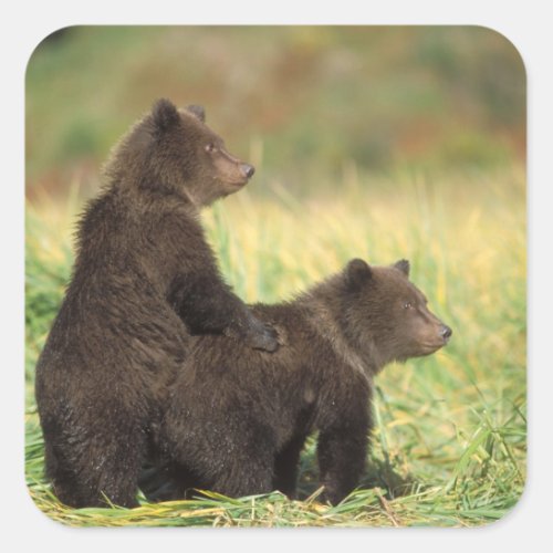 brown bear Ursus arctos grizzly bear Ursus 2 Square Sticker