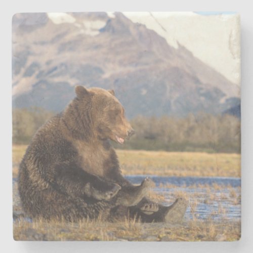 brown bear Ursus arctos grizzly bear Ursus 2 Stone Coaster