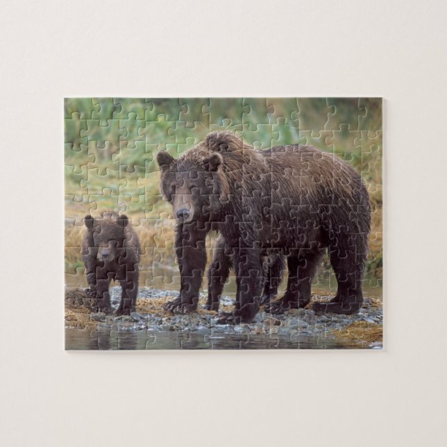 brown bear, Ursus arctos, grizzly bear, Ursus 3 Jigsaw Puzzle (Horizontal)