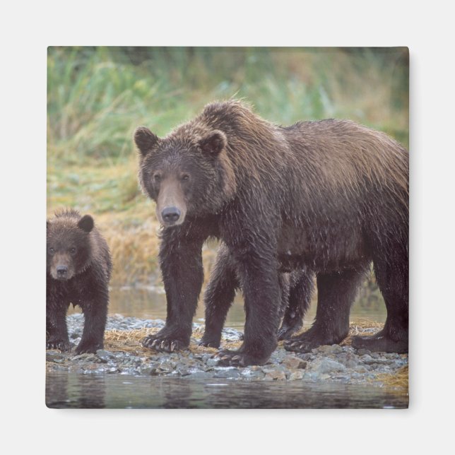 brown bear, Ursus arctos, grizzly bear, Ursus 3 Magnet (Front)