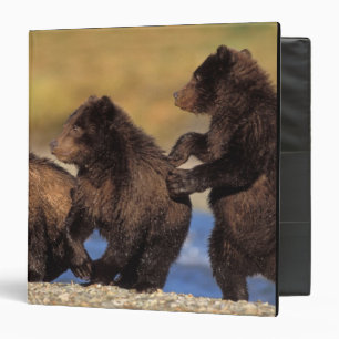brown bear, Ursus arctos, grizzly bear, Ursus 3 Ring Binder