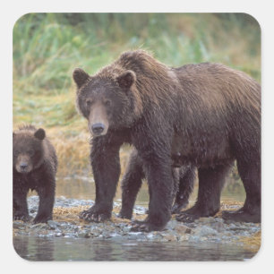 brown bear, Ursus arctos, grizzly bear, Ursus 3 Square Sticker