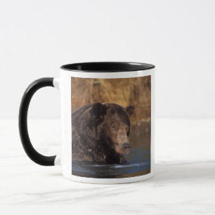 brown bear, Ursus arctos, grizzly bear, Ursus 5 Mug