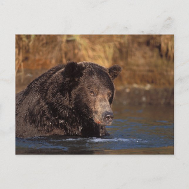 brown bear, Ursus arctos, grizzly bear, Ursus 5 Postcard (Front)