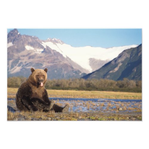 brown bear Ursus arctos grizzly bear Ursus 6 Photo Print