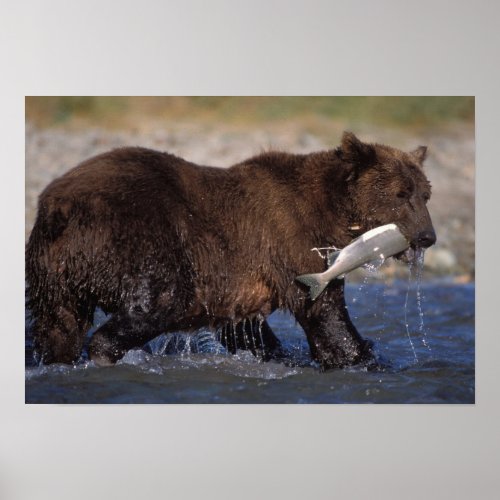 brown bear Ursus arctos grizzly bear Ursus 6 Poster