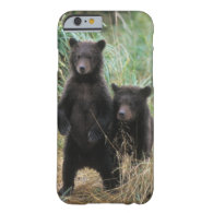 brown bear, Ursus arctos, grizzly bear, Ursus 7 2 iPhone 6 Case