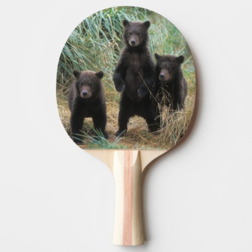 brown bear Ursus arctos grizzly bear Ursus 7 2 Ping_Pong Paddle