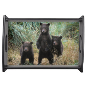brown bear, Ursus arctos, grizzly bear, Ursus 7 2 Serving Tray
