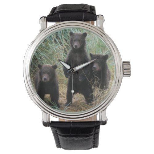 brown bear Ursus arctos grizzly bear Ursus 7 2 Watch