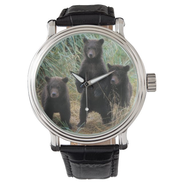 brown bear, Ursus arctos, grizzly bear, Ursus 7 2 Watch (Front)