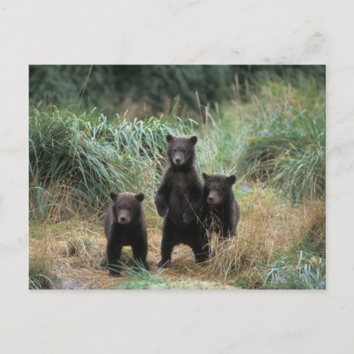 brown bear Ursus arctos grizzly bear Ursus 7 Postcard