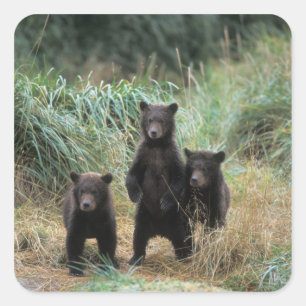 brown bear, Ursus arctos, grizzly bear, Ursus 7 Square Sticker