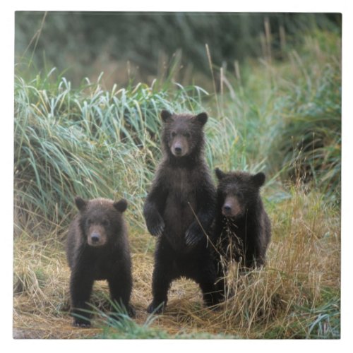 brown bear Ursus arctos grizzly bear Ursus 7 Tile