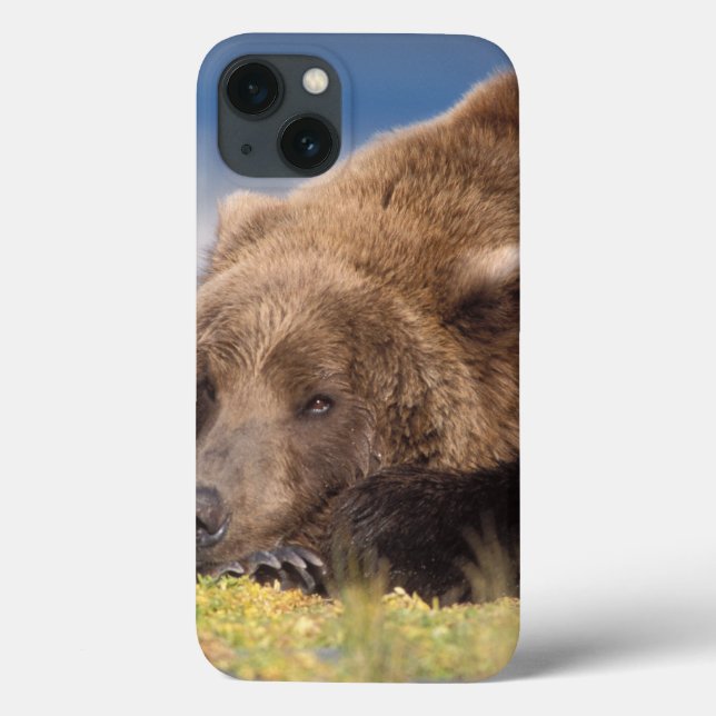 brown bear, Ursus arctos, grizzly bear, Ursus 8 Case-Mate iPhone Case (Back)