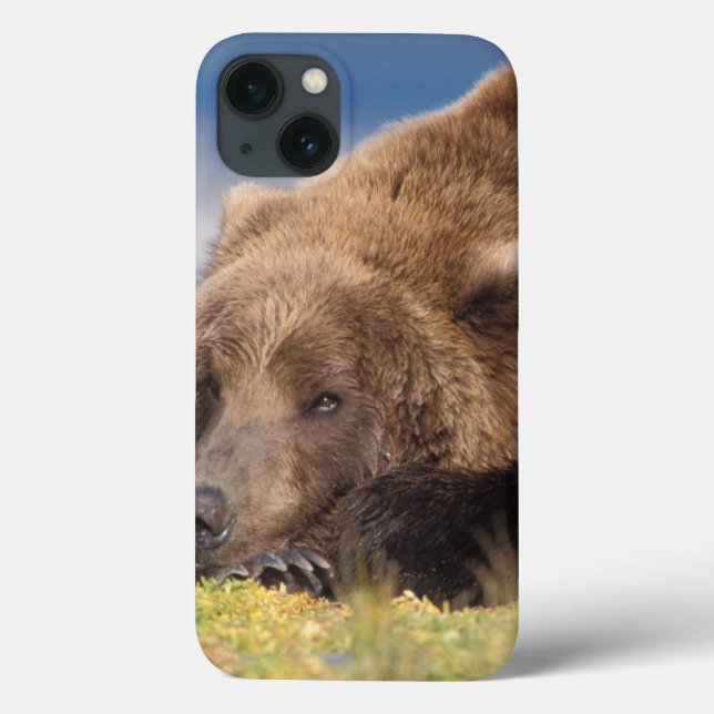 brown bear, Ursus arctos, grizzly bear, Ursus 8 Case-Mate iPhone Case (Back)