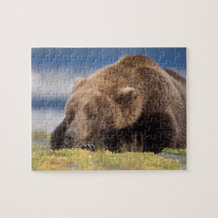 brown bear, Ursus arctos, grizzly bear, Ursus 8 Jigsaw Puzzle