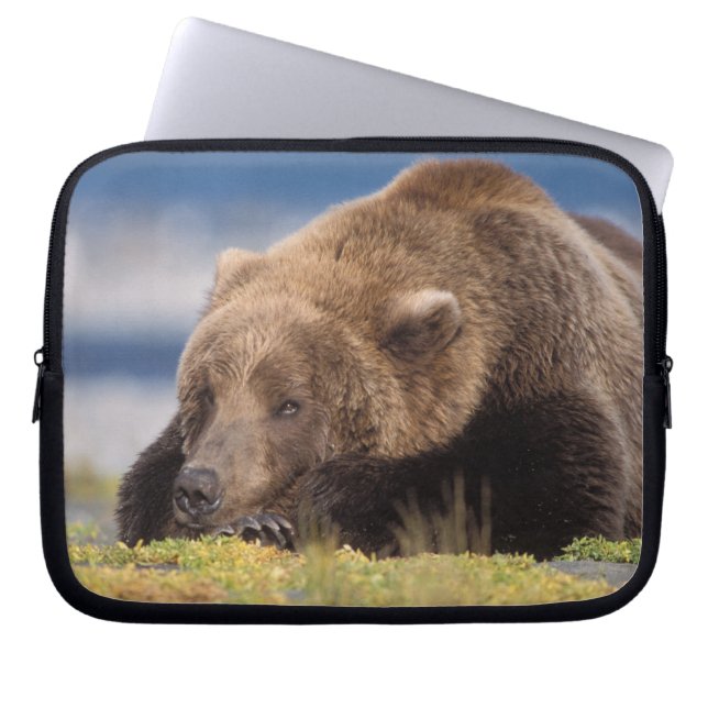 brown bear, Ursus arctos, grizzly bear, Ursus 8 Laptop Sleeve (Front)