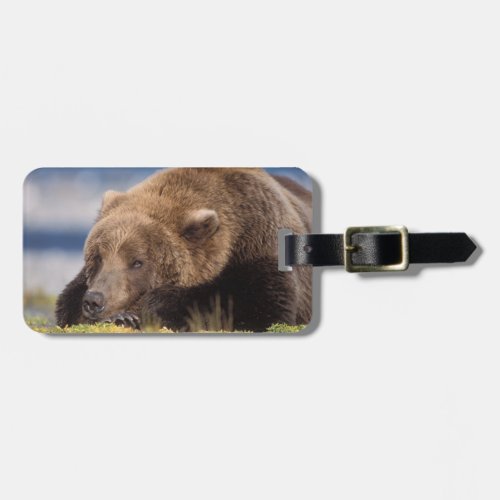 brown bear Ursus arctos grizzly bear Ursus 8 Luggage Tag