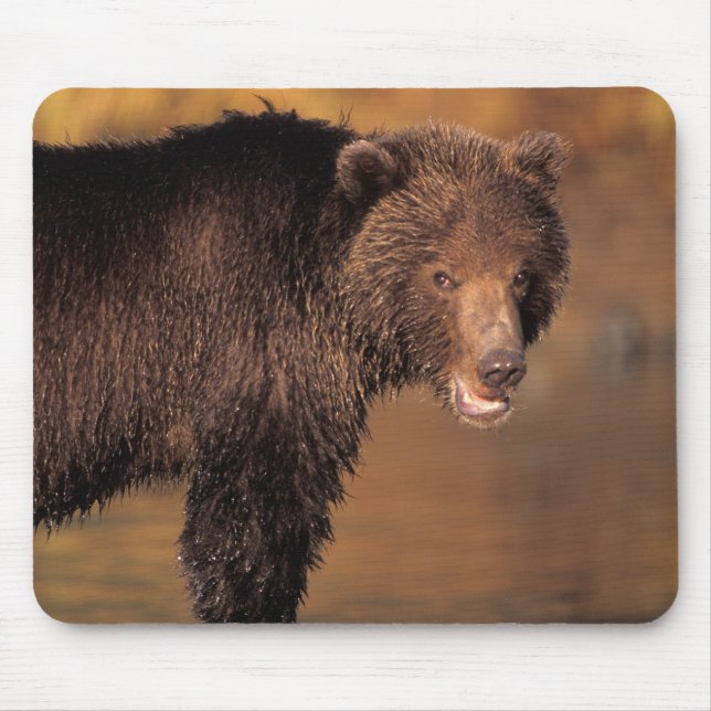 brown bear, Ursus arctos, grizzly bear, Ursus 8 Mouse Pad (Front)