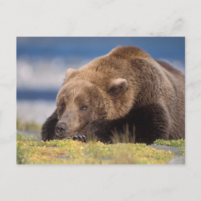 brown bear, Ursus arctos, grizzly bear, Ursus 8 Postcard (Front)