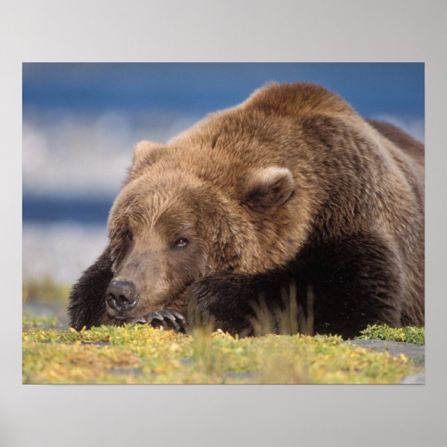 brown bear, Ursus arctos, grizzly bear, Ursus 8 Poster (Front)