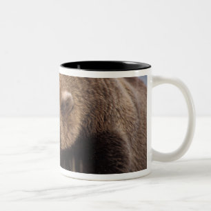 brown bear, Ursus arctos, grizzly bear, Ursus 8 Two-Tone Coffee Mug