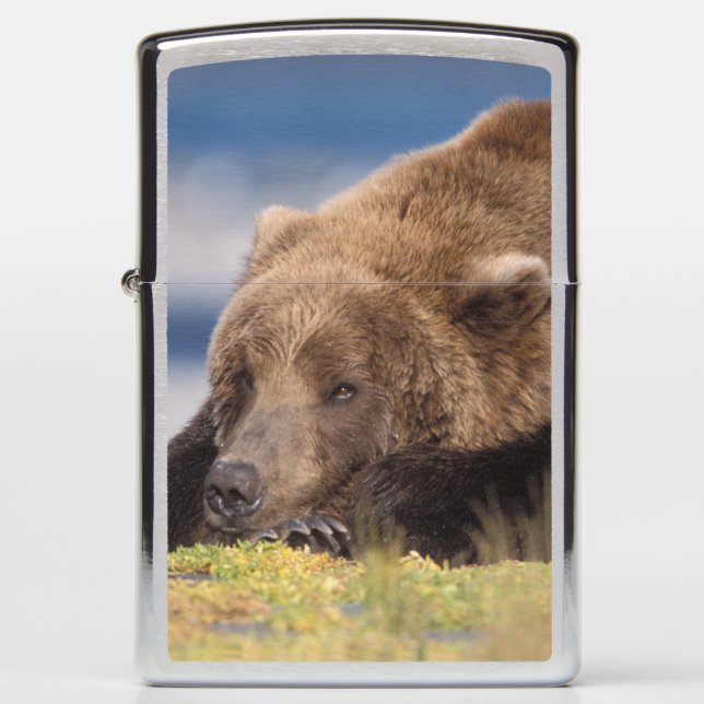 brown bear, Ursus arctos, grizzly bear, Ursus 8 Zippo Lighter (Front)