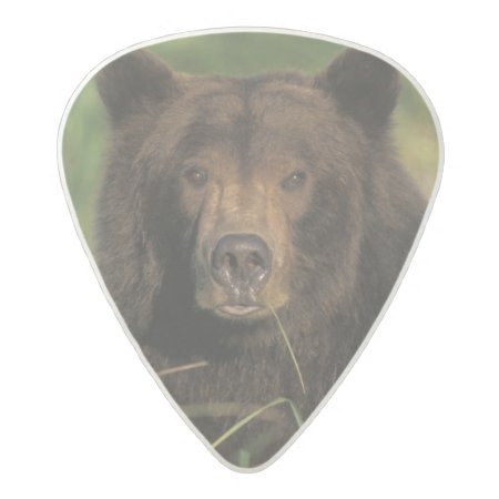 Brown Bear, Ursus Arctos, Grizzly Bear, Ursus 9 Acetal Guitar Pick