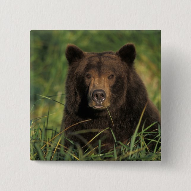 brown bear, Ursus arctos, grizzly bear, Ursus 9 Button (Front)
