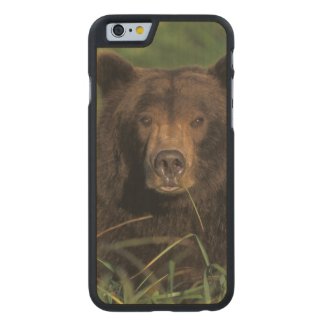 brown bear, Ursus arctos, grizzly bear, Ursus 9 Carved® Maple iPhone 6 Slim Case