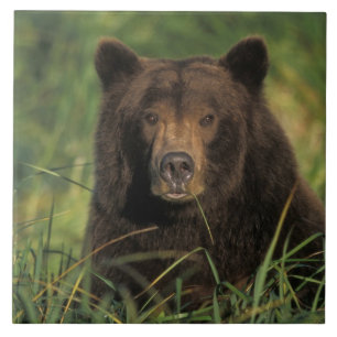 brown bear, Ursus arctos, grizzly bear, Ursus 9 Ceramic Tile