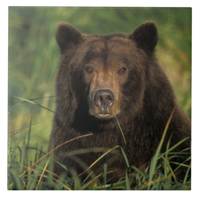 brown bear, Ursus arctos, grizzly bear, Ursus 9 Ceramic Tile (Front)